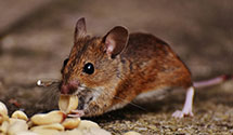 24 Hour & Emergency Exterminators in Summitville, IN